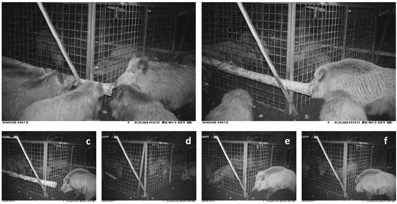 Ученые зафиксировали как кабаны спасли сородичей открыв двери ловушки