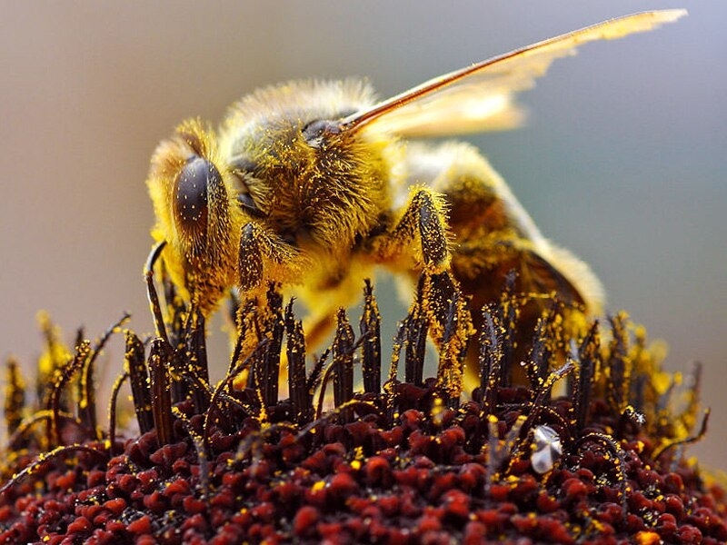 В Красноярском крае из-за химикатов погибли 20 млн пчел. Следственный комитет начал проверку