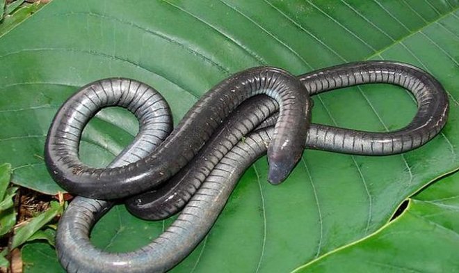 В США впервые обнаружили причудливое земноводное – широкоголовую червягу