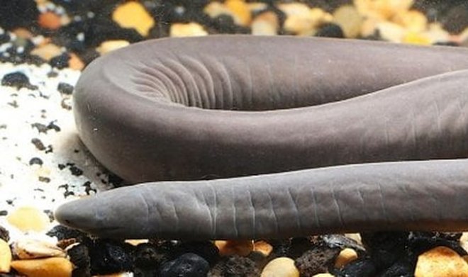 В США впервые обнаружили причудливое земноводное – широкоголовую червягу