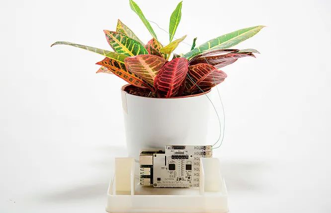 Зеленый «интернет»: как растения общаются друг с другом в тайне от нас