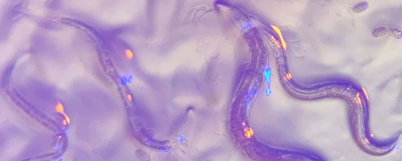 Черви нематоды делятся «воспоминаниями» обмениваясь РНК