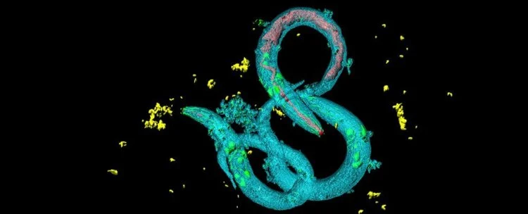 Черви нематоды делятся «воспоминаниями» обмениваясь РНК
