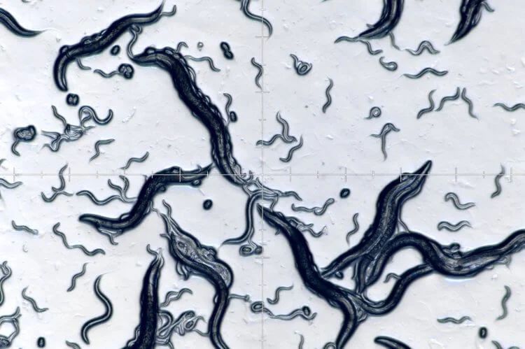 Черви нематоды делятся «воспоминаниями» обмениваясь РНК