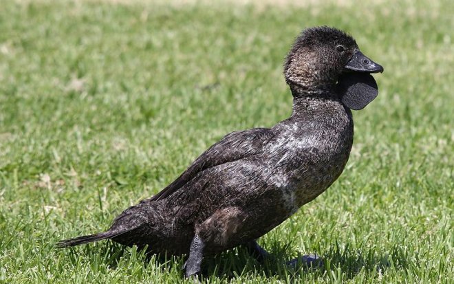 Лопастные утки научились ругаться на&nbsp;человеческом языке 