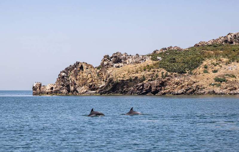 В свистящих африканских языках усмотрели надежду на расшифровку языка дельфинов