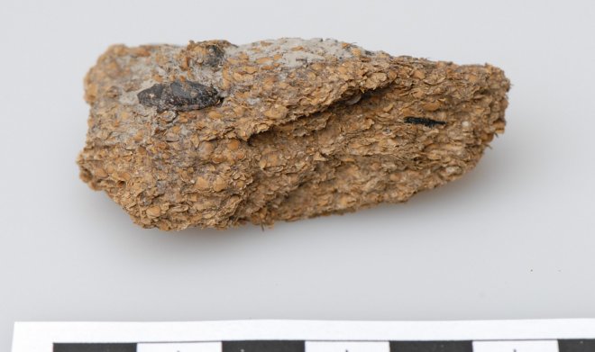 2700 лет назад европейские шахтеры закусывали пиво голубым сыром