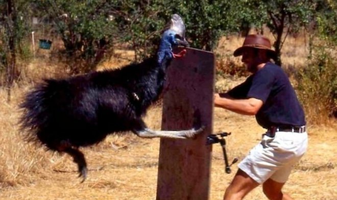 Древние люди выращивали казуаров, чтобы те их не убивали 