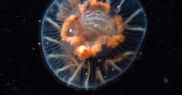 Фантастическое видео о жизни подо льдом в Антарктике