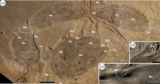 Разумный замысел: ученые бросают очередной вызов традиционному дарвинизму