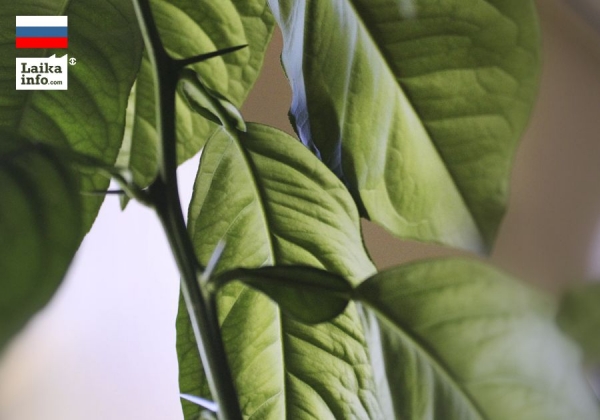 СБЕР ГОТОВ К ЗЕЛЕНОМУ КРЕДИТОВАНИЮ СЕЛЬХОЗПРЕДПРИЯТИЙ