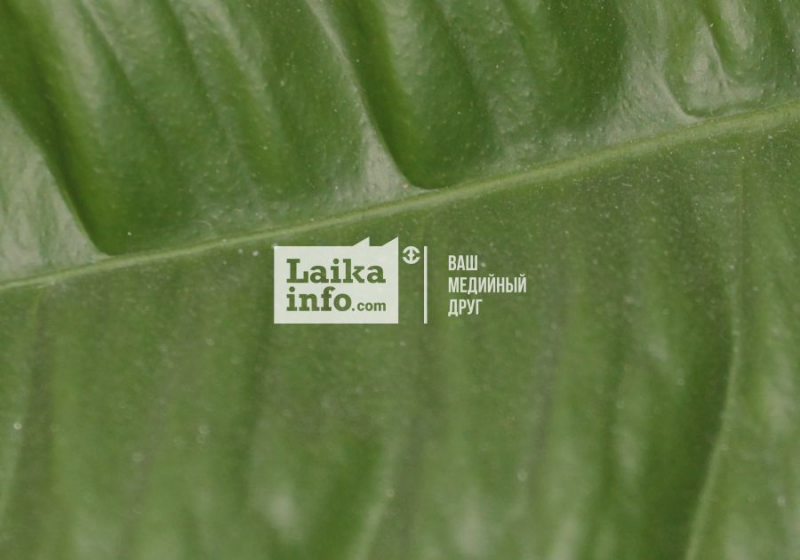 СБЕР ГОТОВ К ЗЕЛЕНОМУ КРЕДИТОВАНИЮ СЕЛЬХОЗПРЕДПРИЯТИЙ