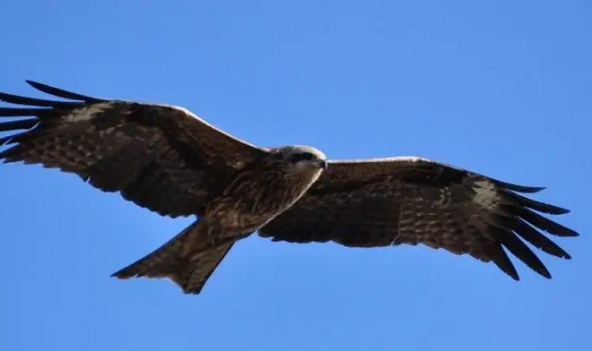 Странное квантовое чутье помогает птицам чувствовать магнитное поле Земли 