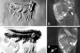 Ученые обнаружили «суперглаза» у вымерших трилобитов