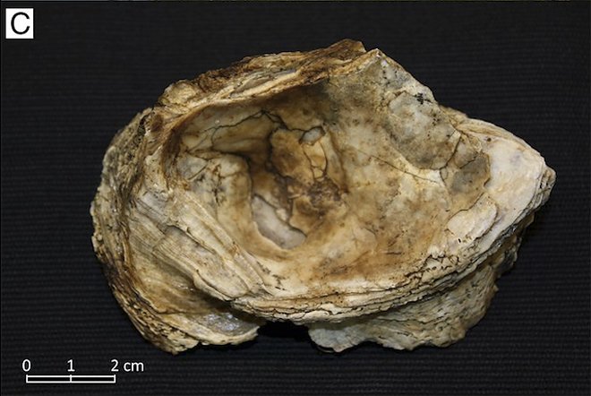 В Мексике найден реликтовый лес, сохранившийся с последнего ледникового периода