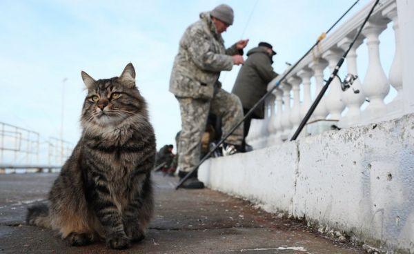 Дайджест: ЕС готовит новые санкции против Беларуси. Под них могут попасть российские авиакомпании