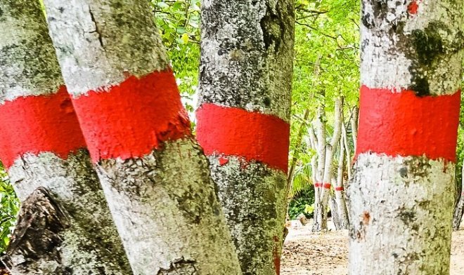 &laquo;Дерево смерти&raquo;: что из себя представляет и где растет самое опасное дерево в мире 