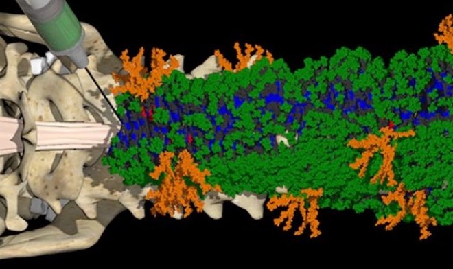Единственная инъекция &laquo;танцующих молекул&raquo; вернула парализованным мышам способность ходить 