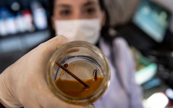 Голодные бактерии Leptospirillum ferriphilum съедают металлический гвоздь за три дня