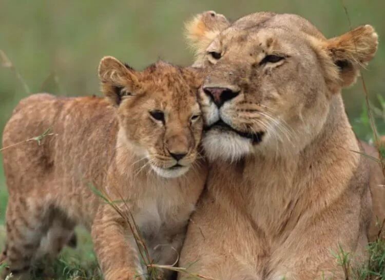 Младенцы выделяют феромоны, которые делают женщин агрессивными, а мужчин &mdash; спокойными