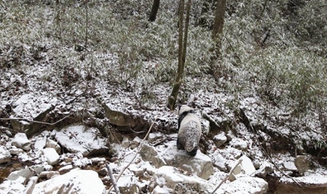 Причудливый черно-белый окрас панд оказался весьма эффективной формой камуфляжа 