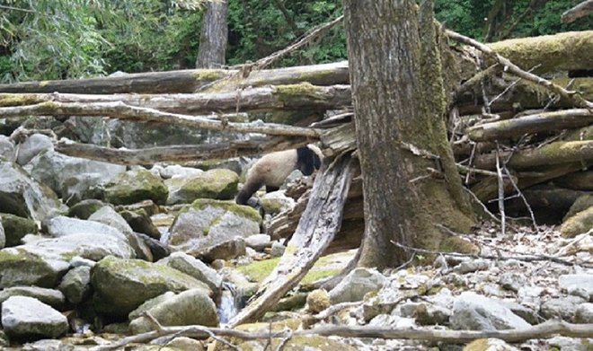 Причудливый черно-белый окрас панд оказался весьма эффективной формой камуфляжа 