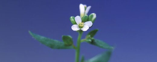 Растения используют РНК для общения с соседями