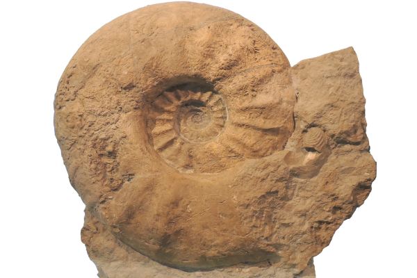 Ученые объяснили, почему древние моллюски были такими огромными