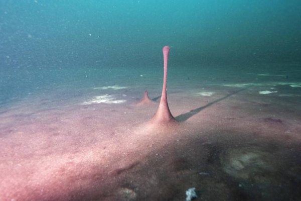 Ученые: замедление вращения Земли дало атмосфере кислород