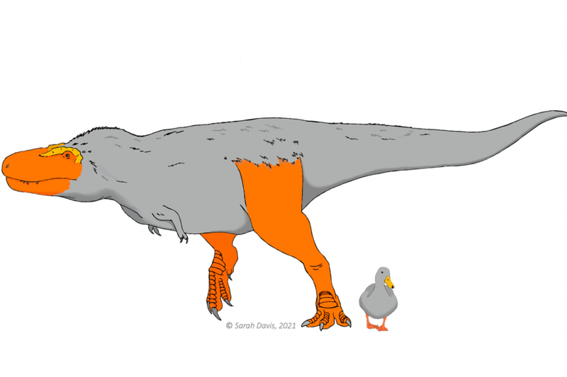 Биологи выяснили, что некоторые динозавры могли быть разноцветными