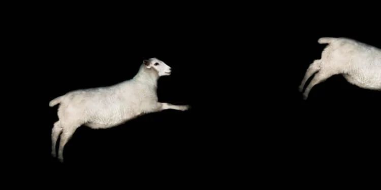 Что мы делаем во сне? Жуткие истории о том, как гены и мозг &laquo;решают&raquo; за нас