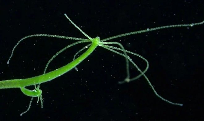 Гидра использует травмы как шанс на создание особей с новым генетическим кодом