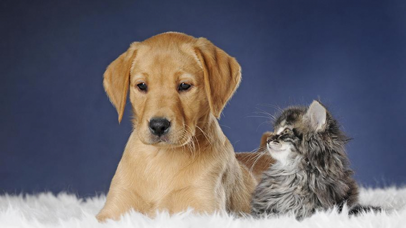 Испания одобрила новый закон, признающий животных "разумными существами"