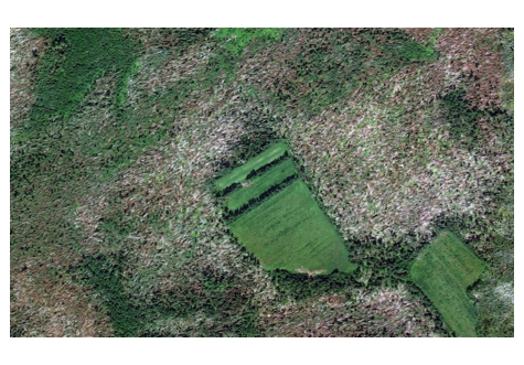 Какие следы оставляет ветер в лесу и что по ним можно выяснить