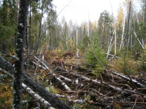 Какие следы оставляет ветер в лесу и что по ним можно выяснить