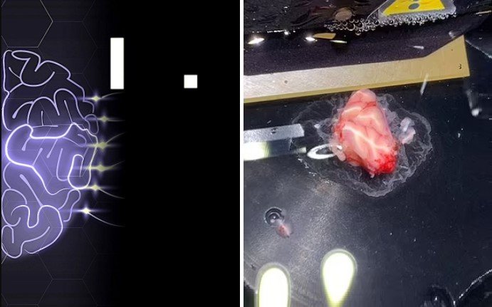 Клетки человеческого мозга из чашки Петри научились играть в понг быстрее, чем искусственный интеллект