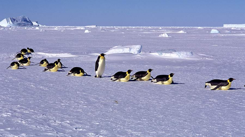 Ученые открыли секрет выживания бактерий в Антарктиде