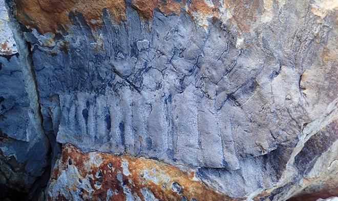 В Британии нашли останки древней многоножки размером с автомобиль 