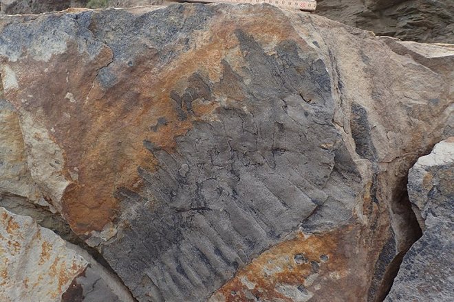 В Британии нашли останки древней многоножки размером с автомобиль 