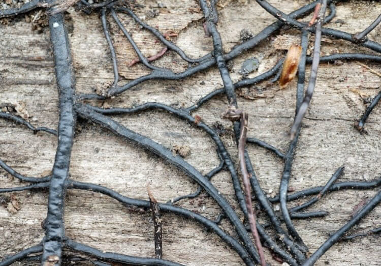 В чем секрет долголетия самого крупного организма на Земле?