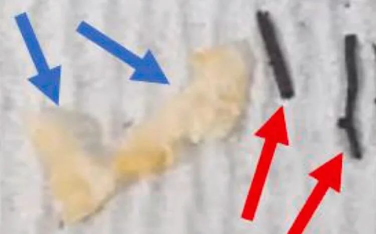 В чем секрет долголетия самого крупного организма на Земле?