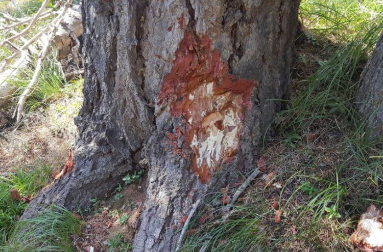 В чем секрет долголетия самого крупного организма на Земле?