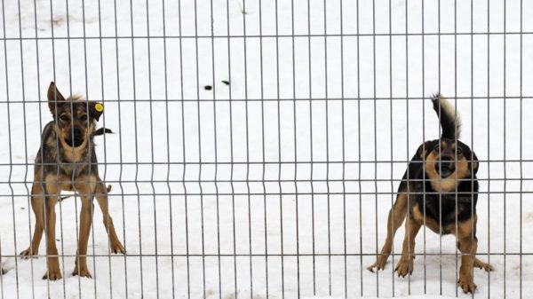 "Мужики рассвирепели и отстреливают собак”. Спор из-за закона о бродячих животных обострился после гибели ребенка в Сибири