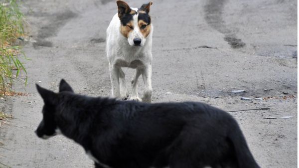 "Мужики рассвирепели и отстреливают собак”. Спор из-за закона о бродячих животных обострился после гибели ребенка в Сибири