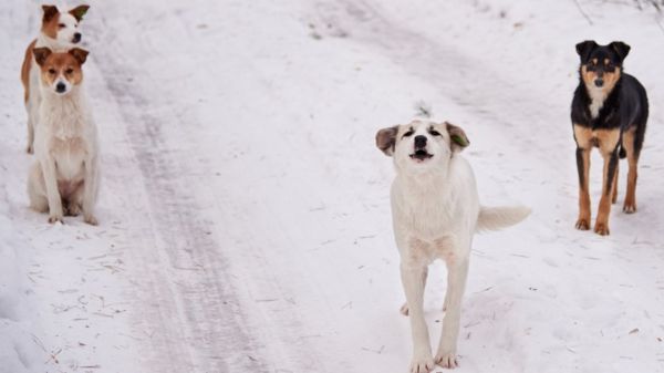 "Мужики рассвирепели и отстреливают собак”. Спор из-за закона о бродячих животных обострился после гибели ребенка в Сибири
