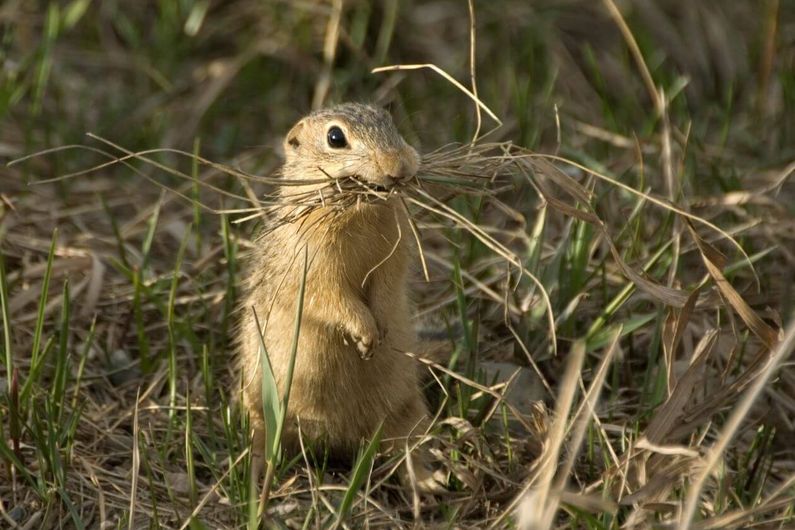 Чему животные впадающие в зимнюю спячку могут научить космонавтов