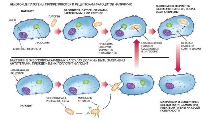 Пандемию коронавируса предсказали еще в 2016 году: корейский кризис