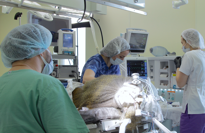 Российские ученые впервые установили зрительный нейроимплант обезьяне 