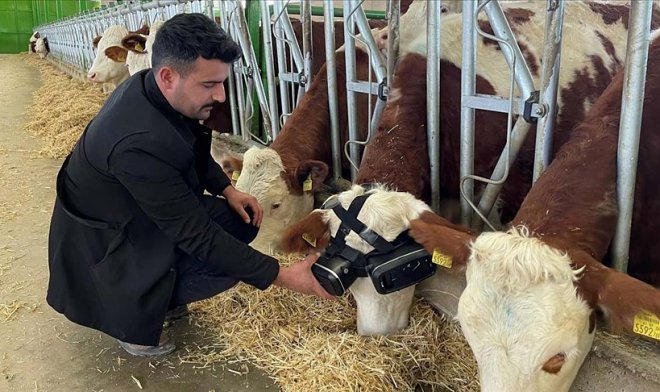 Турецкий фермер строит киберкоровник по российскому образцу