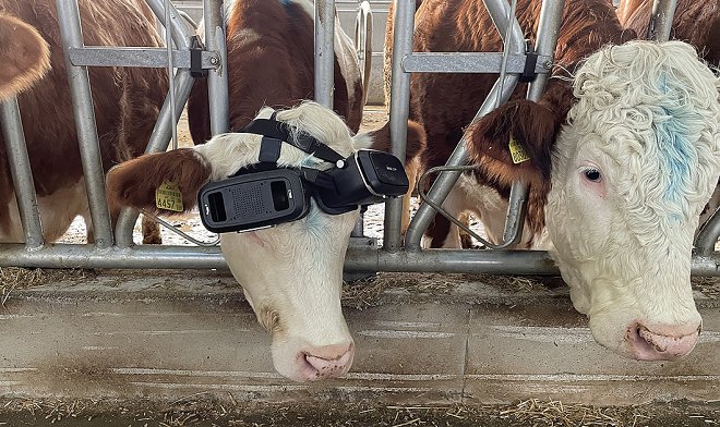 Турецкий фермер строит киберкоровник по российскому образцу